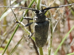 Lochmaeocles marmoratus