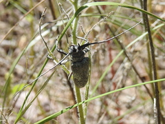 Lochmaeocles marmoratus