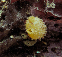 Cnemidocarpa verrucosa