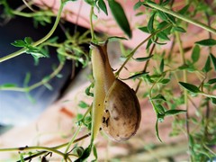 Bradybaena similaris