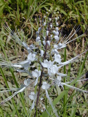 Orthosiphon aristatus