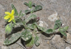 Helianthemum ledifolium