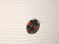Harmonia axyridis