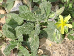 Helianthemum ledifolium