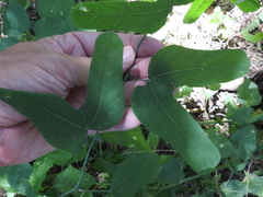 Passiflora mexicana