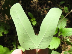 Passiflora mexicana