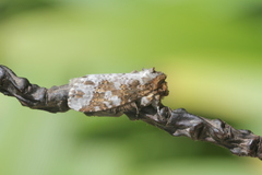 Disphragis tharis