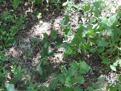 Passiflora mexicana