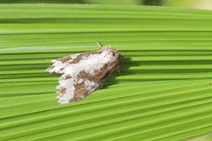 Disphragis tharis