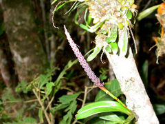 Image of Bulbophyllum henrici