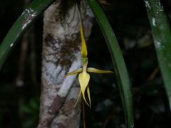 Jumellea stenophylla image