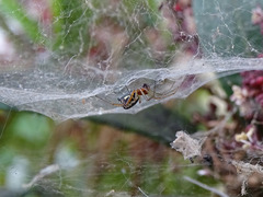 Frontinellina frutetorum