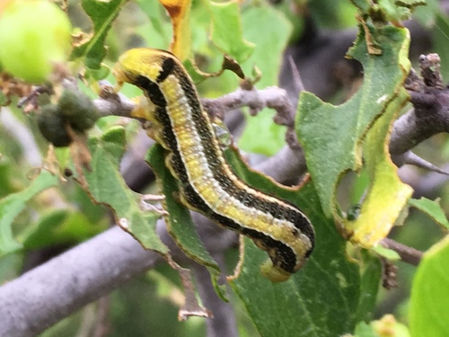 American Snout, photo 5 of 10