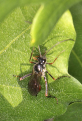 Ichneumonidae