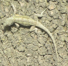 Sceloporus grammicus microlepidotus