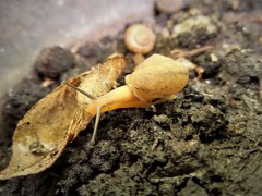Bradybaena similaris