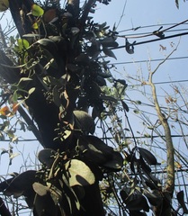 Struthanthus interruptus