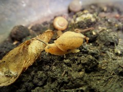Bradybaena similaris
