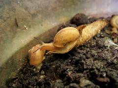 Bradybaena similaris