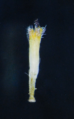 Blumea oxyodonta