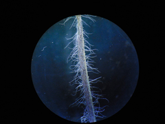 Blumea oxyodonta