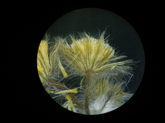 Blumea oxyodonta