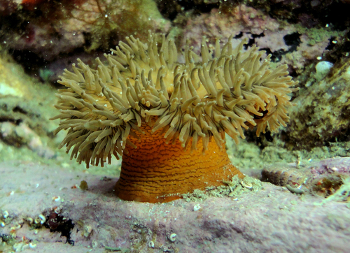 Lobed Anemone