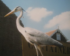 Ardea cinerea