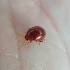 Sphaeroderma testaceum