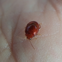 Sphaeroderma testaceum