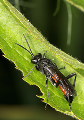 Macrophya annulata