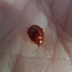 Sphaeroderma testaceum