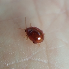 Sphaeroderma testaceum