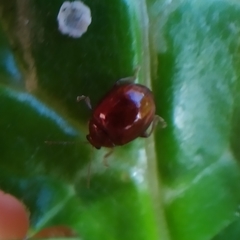 Sphaeroderma testaceum