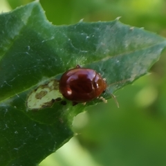 Sphaeroderma testaceum