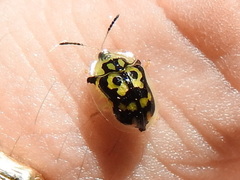 Deloyala lecontei