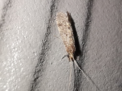 Cyrnus trimaculatus