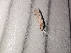 Cyrnus trimaculatus