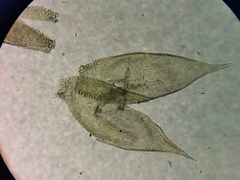 Sematophyllum adnatum