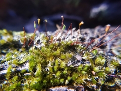 Sematophyllum adnatum