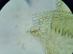 Sematophyllum adnatum
