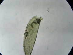 Sematophyllum adnatum