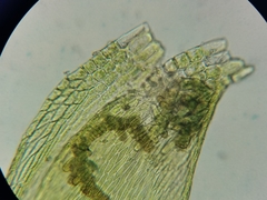 Sematophyllum adnatum