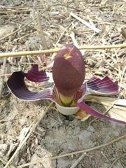 Amorphophallus dracontioides