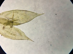 Sematophyllum adnatum