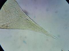 Sematophyllum adnatum