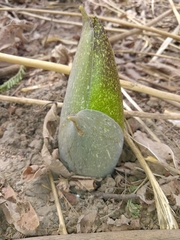 Amorphophallus dracontioides