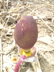 Amorphophallus dracontioides