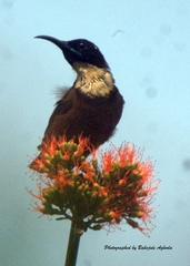 Chalcomitra adelberti