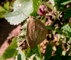 Eurema laeta